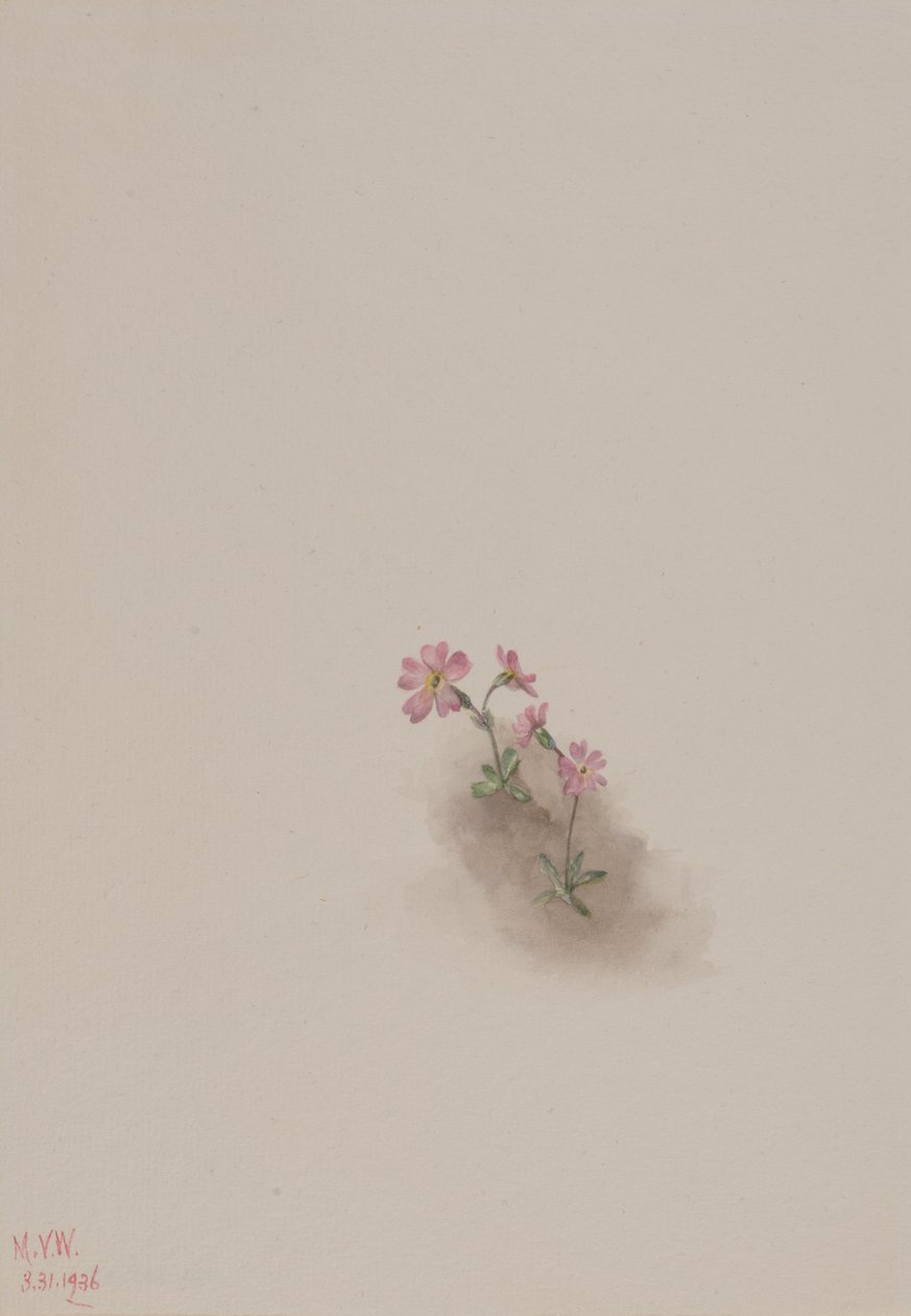 Başlıksız -- Çiçek Çalışması, 1936. by Mary Vaux Walcott