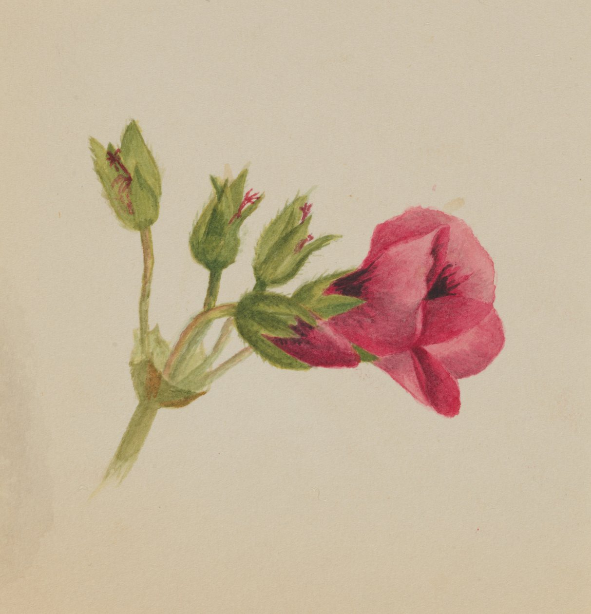 İsimsiz--Çiçek Çalışması, yak. 1876. by Mary Vaux Walcott