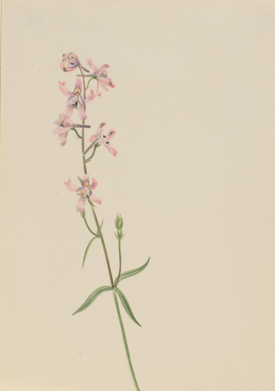 İsimsiz--Çiçek Çalışması, yak. 1900-1930. by Mary Vaux Walcott
