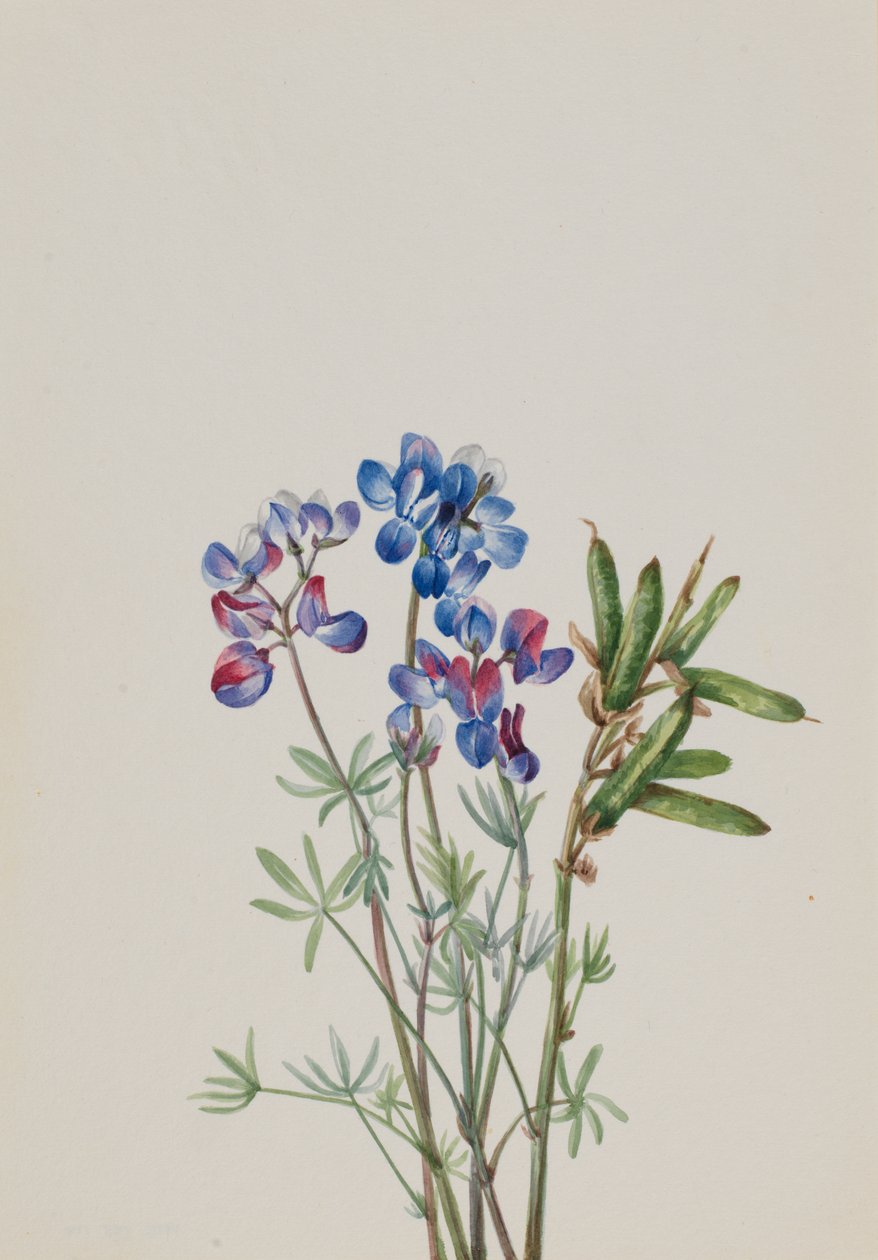 İsimsiz--Çiçek Çalışması, yak. 1900-1930. by Mary Vaux Walcott
