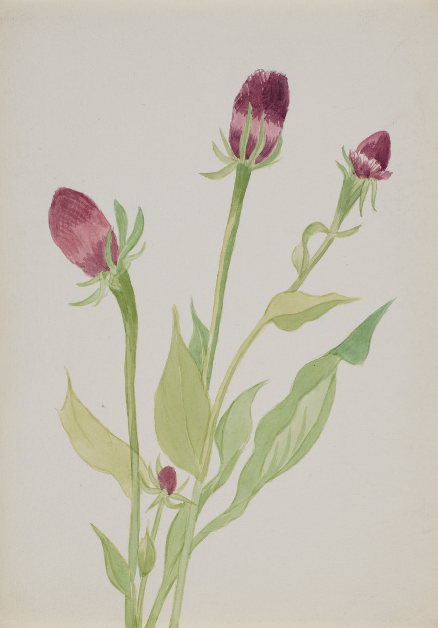 Başlıksız--Çiçek Çalışması, n.d. by Mary Vaux Walcott