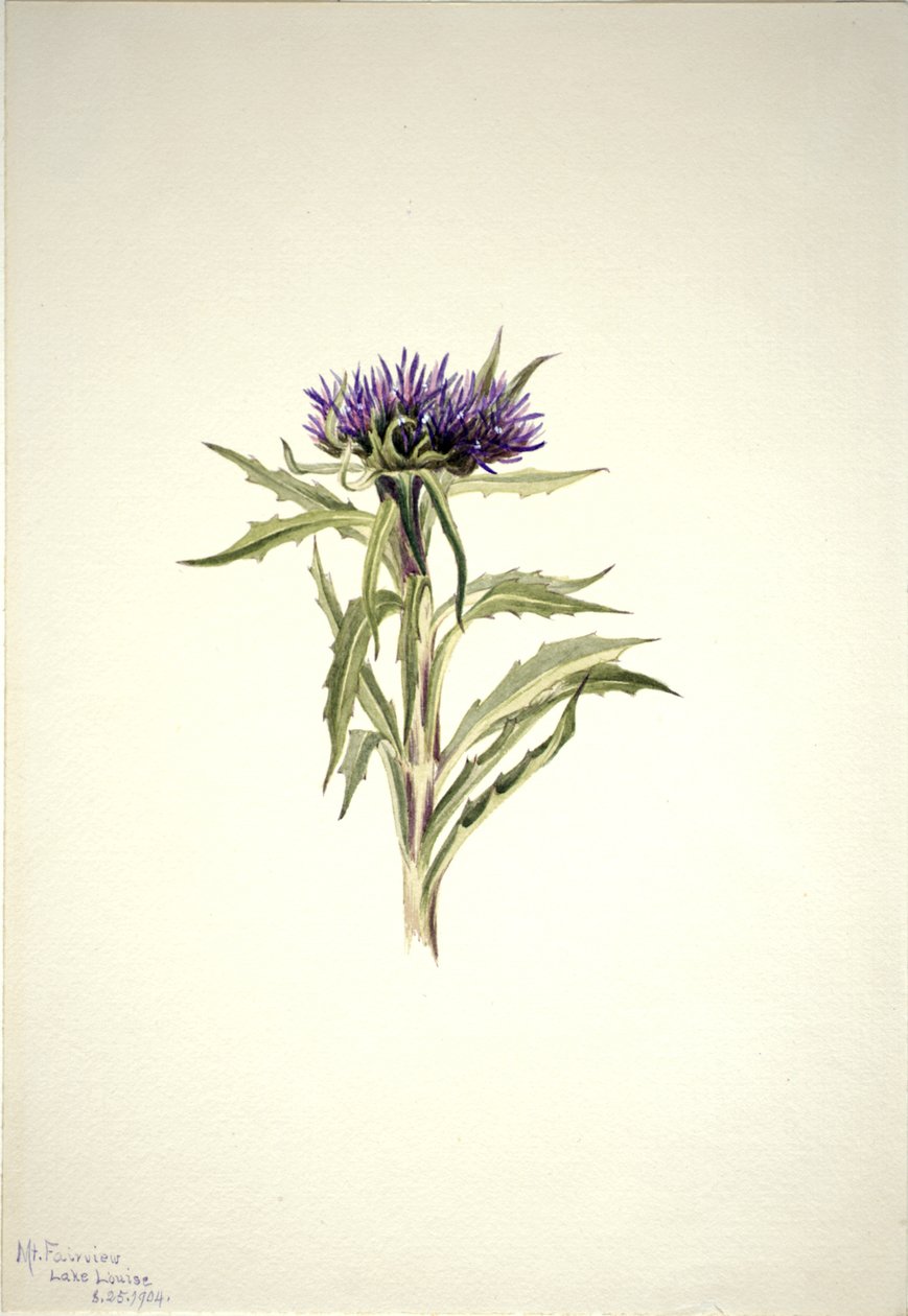 Başlıksız -- Bitki Çalışması, 1904. by Mary Vaux Walcott