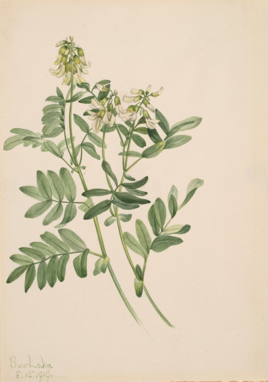 Başlıksız -- Bitki Çalışması, 1919. by Mary Vaux Walcott