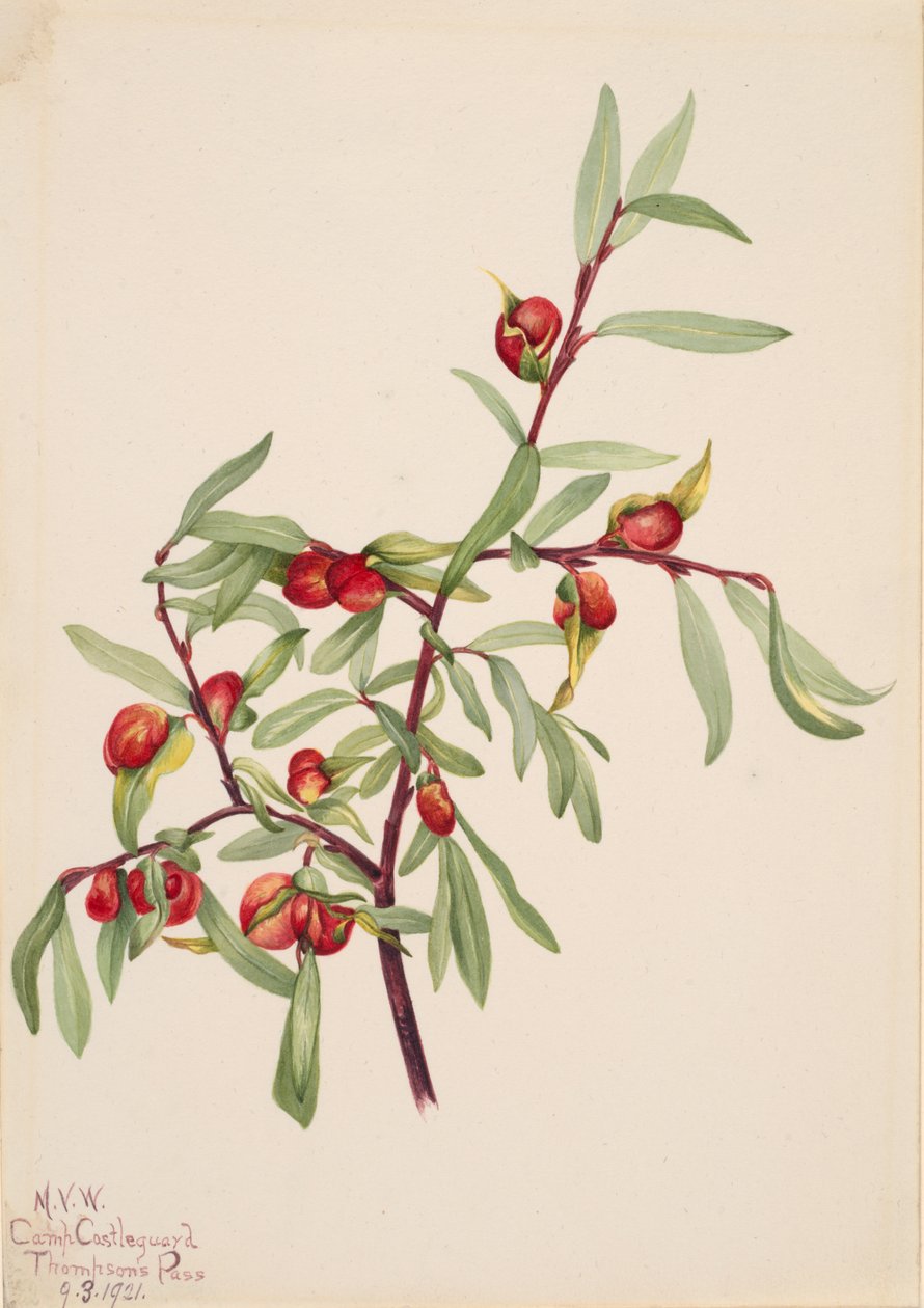 Başlıksız--Bitki Çalışması, 1921. by Mary Vaux Walcott