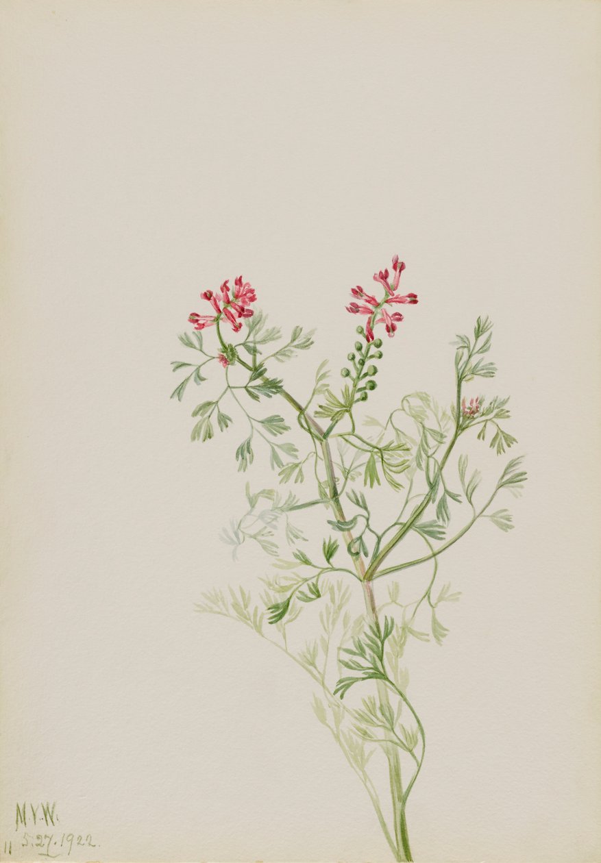 Başlıksız -- Bitki Çalışması, 1922. by Mary Vaux Walcott