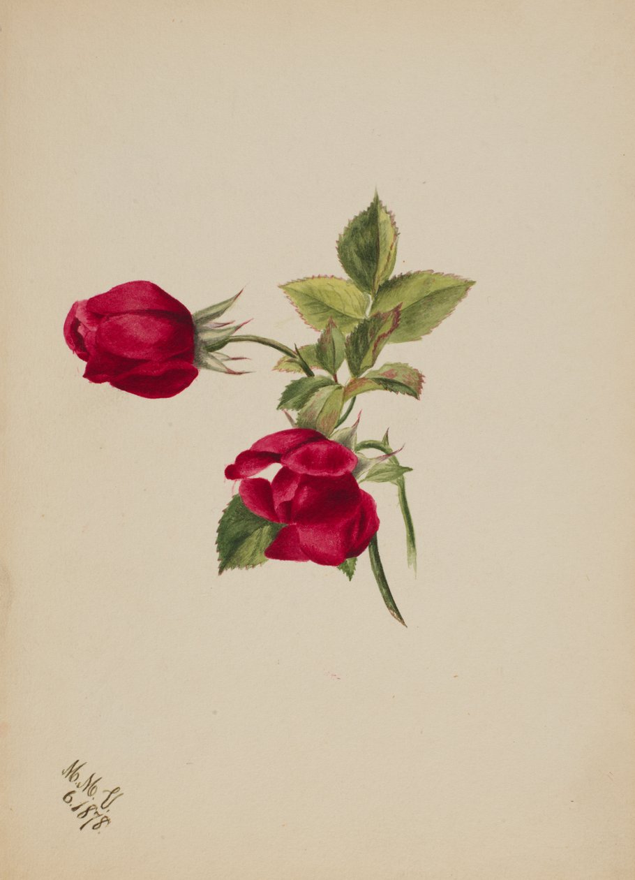 İsimsiz -- Rose, 1878. by Mary Vaux Walcott