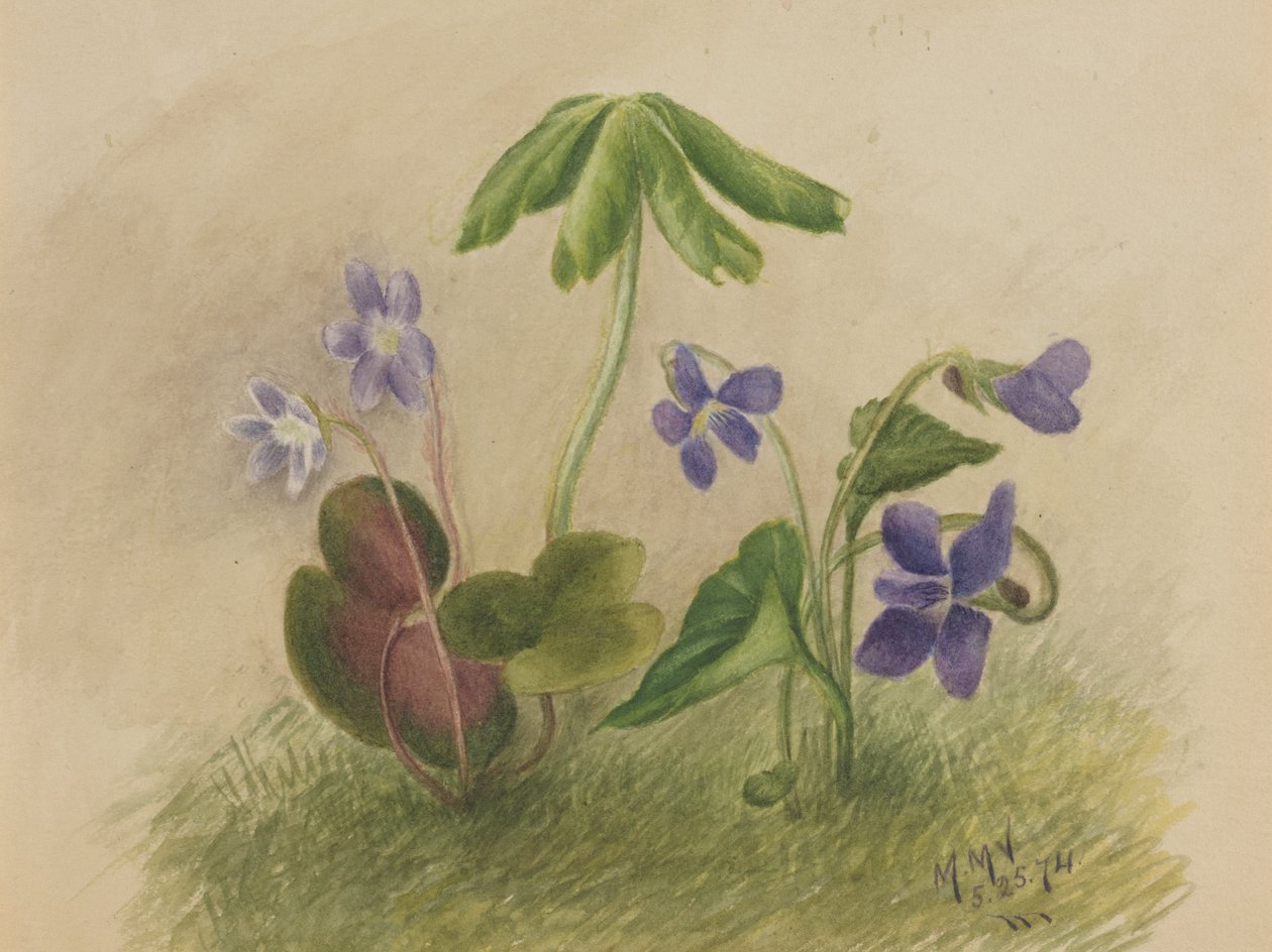 İsimsiz, 1874. by Mary Vaux Walcott