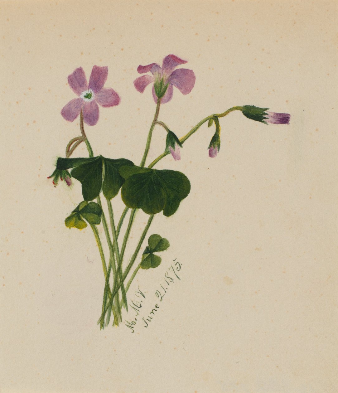 İsimsiz, 1875. by Mary Vaux Walcott