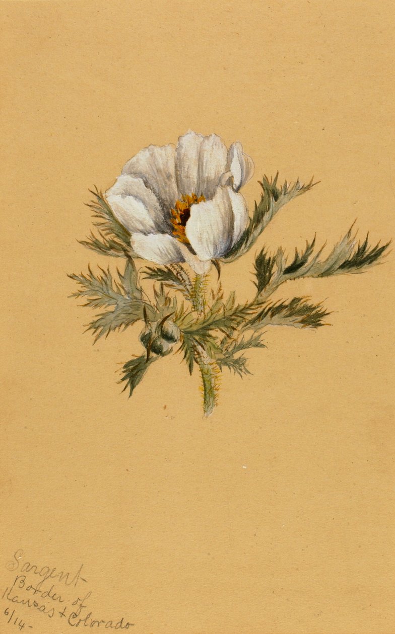 İsimsiz Çiçek Çalışması, 1883. by Mary Vaux Walcott