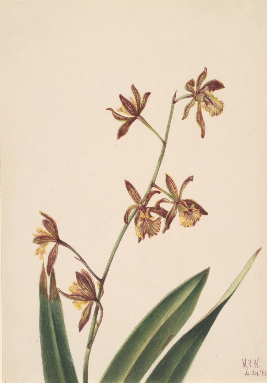 İsimsiz Çiçek Çalışması, 1924. by Mary Vaux Walcott