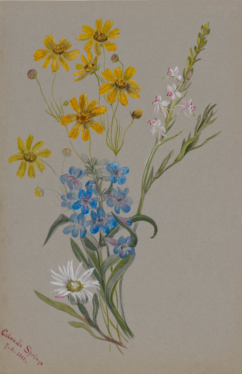 İsimsiz, Çiçek Grubu, 1883. by Mary Vaux Walcott