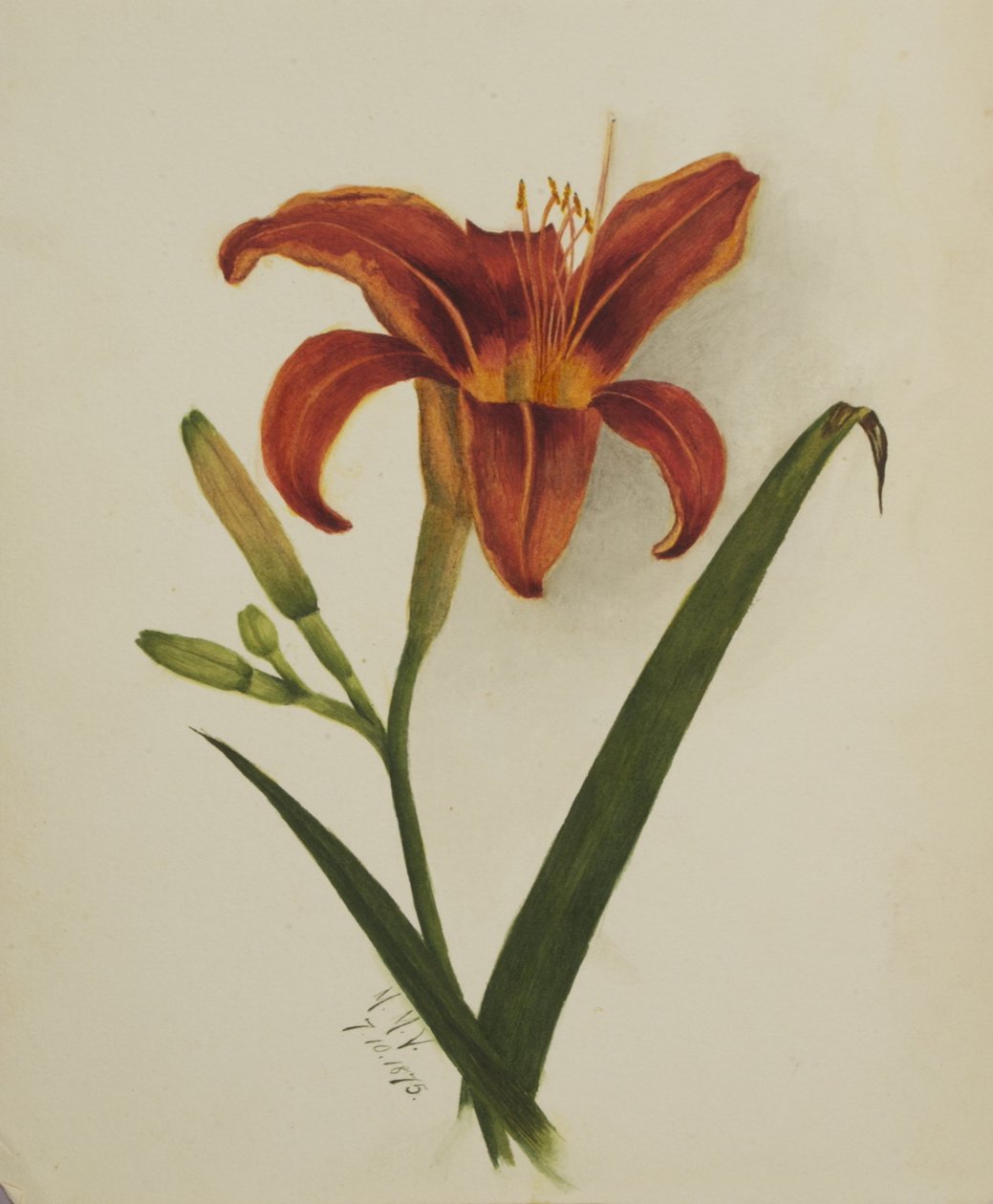 İsimsiz Lily, 1875. by Mary Vaux Walcott