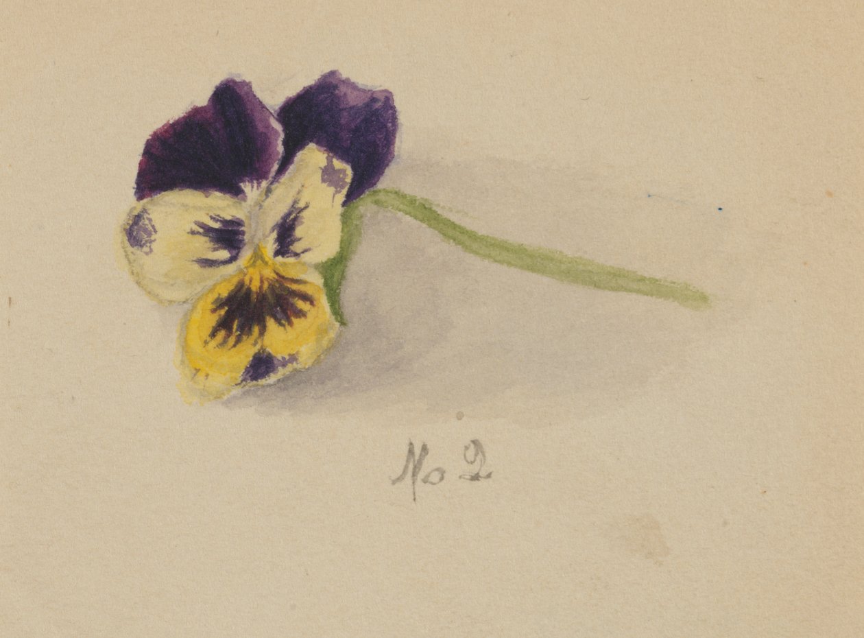 İsimsiz Pansy, 1872. by Mary Vaux Walcott