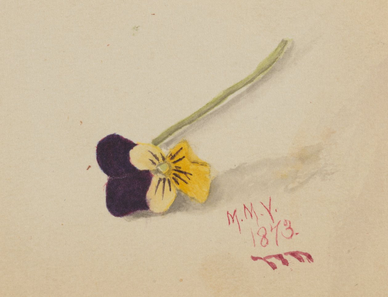 İsimsiz Pansy, 1873. by Mary Vaux Walcott