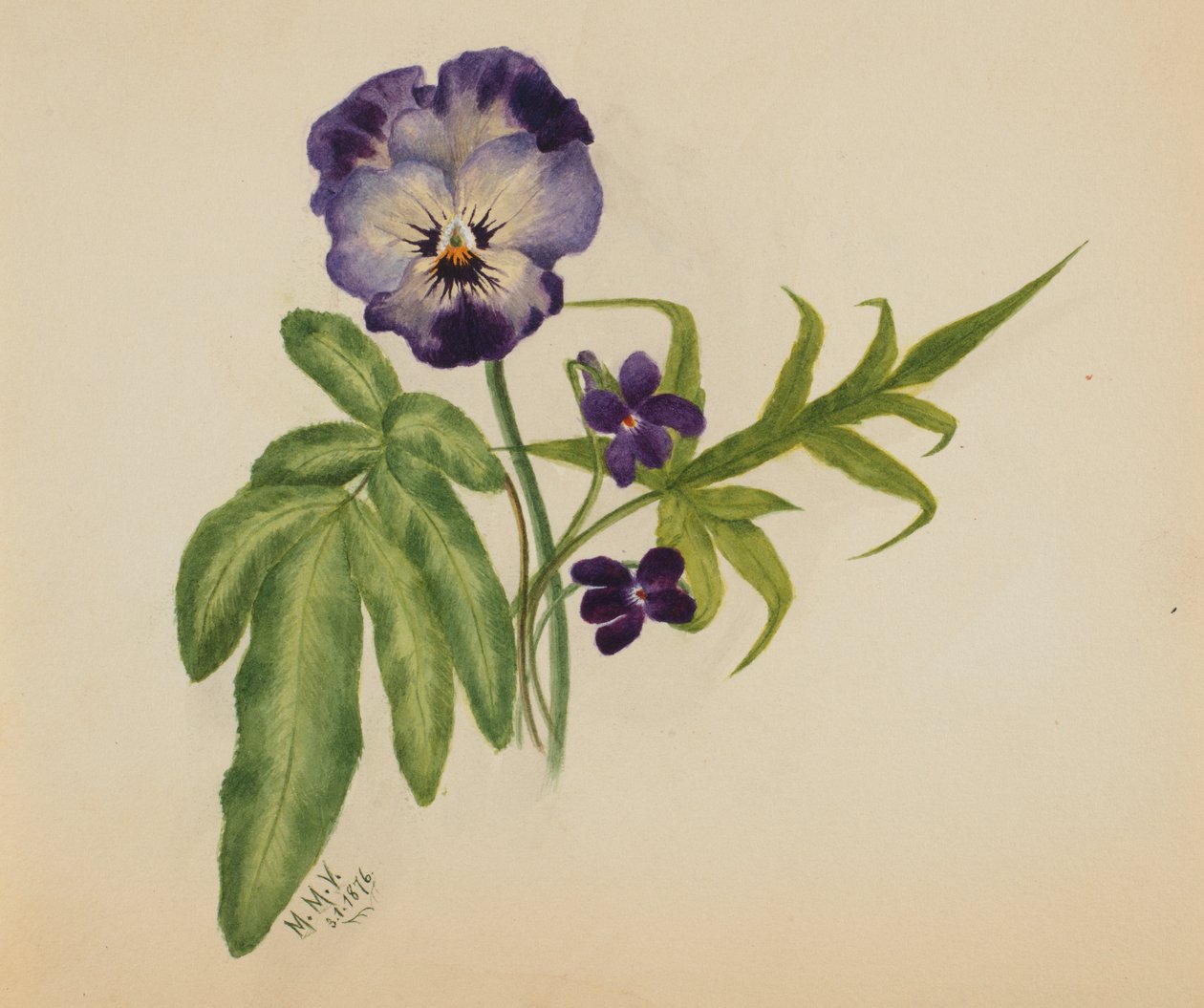 İsimsiz Pansy, 1876. by Mary Vaux Walcott