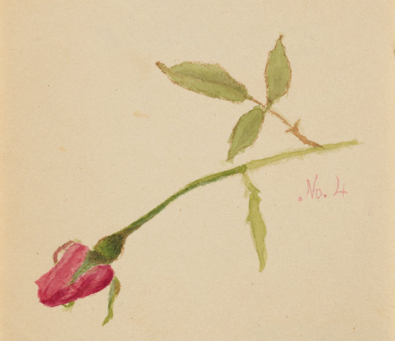 İsimsiz Gül, 1872. by Mary Vaux Walcott