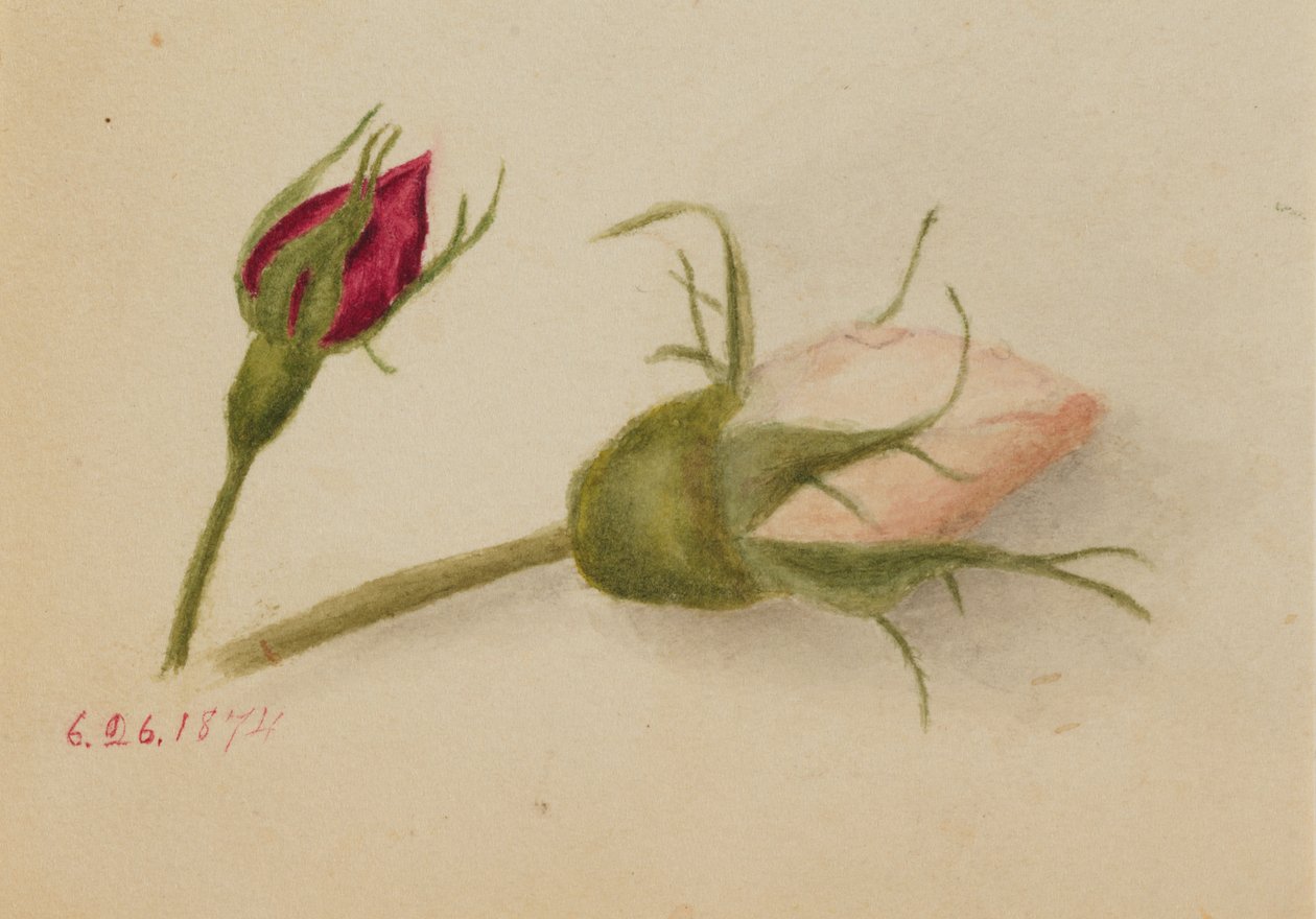 İsimsiz Gül goncası, 1874. by Mary Vaux Walcott