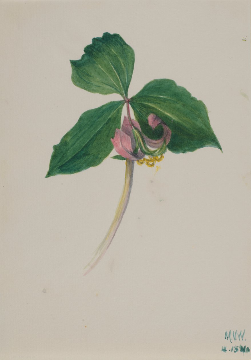 İsimsiz, ca. 1920. by Mary Vaux Walcott