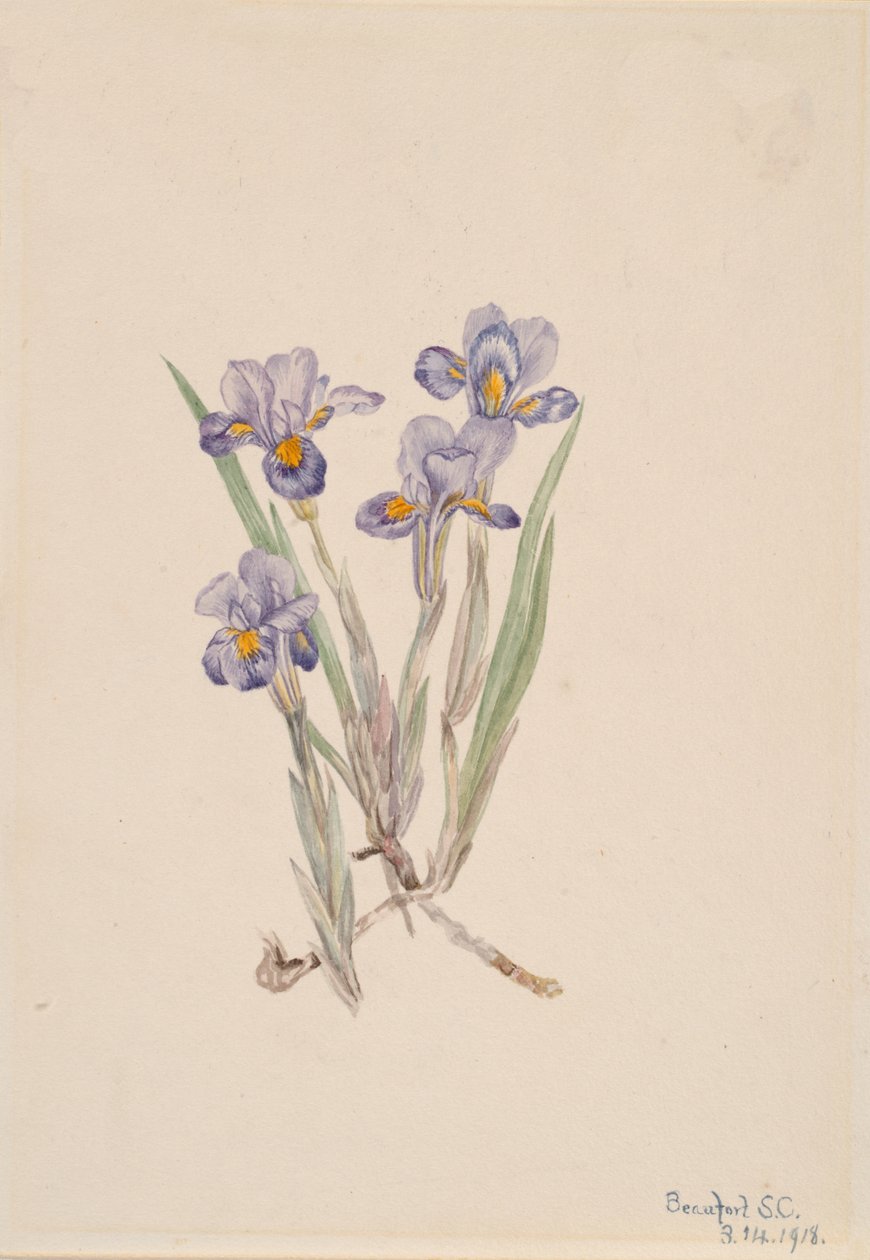 İlkbahar Iris Iris verna, 1918. by Mary Vaux Walcott