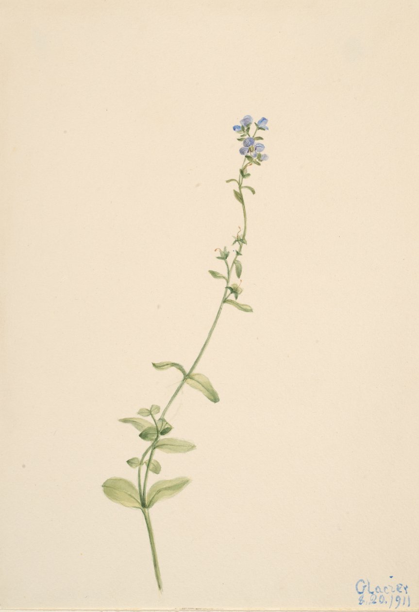 Veronica serpyllifolia, 1911. by Mary Vaux Walcott