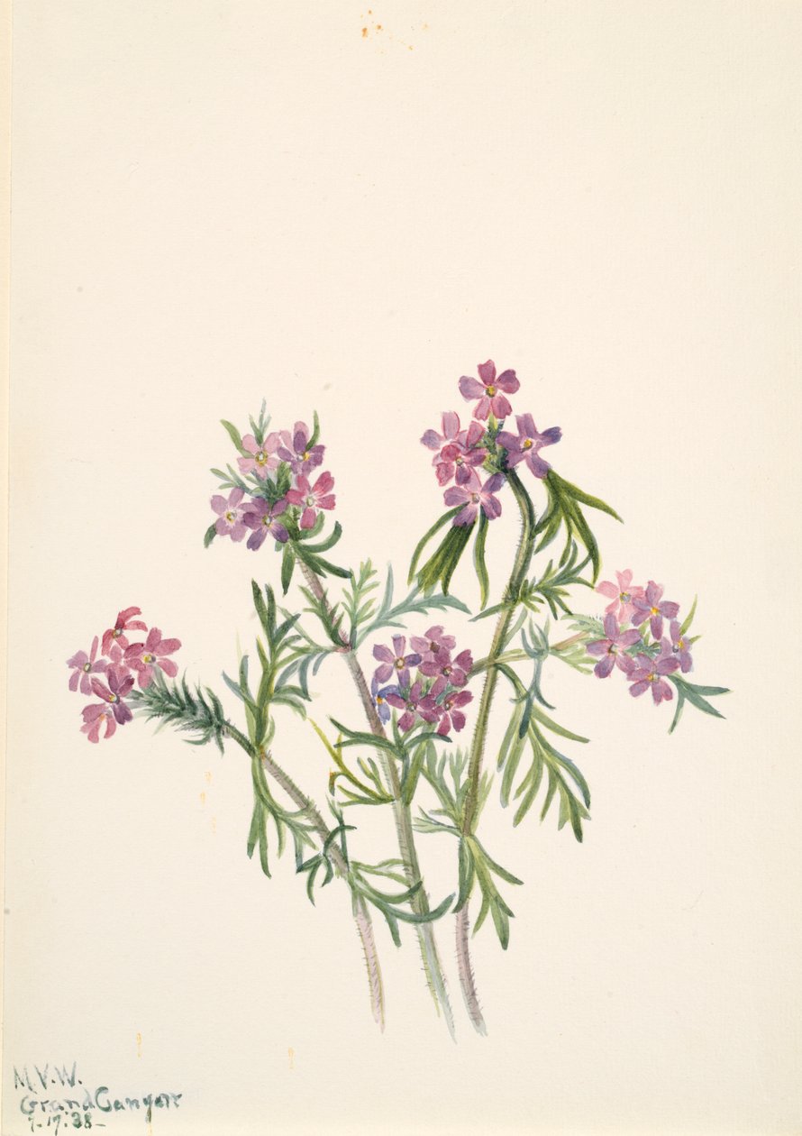 Vervain Verbena wrightii, 1938. by Mary Vaux Walcott