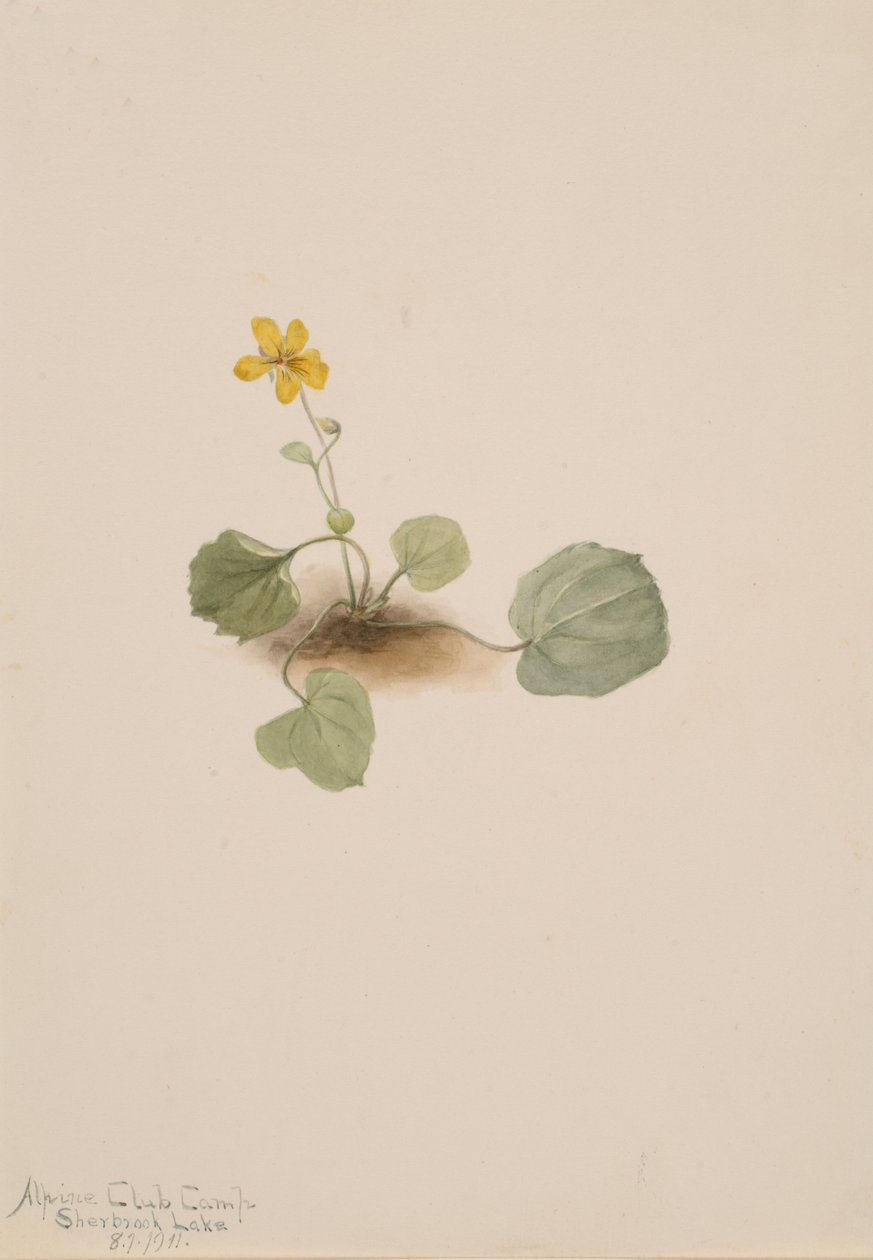 Viola orbiculata, 1911. by Mary Vaux Walcott