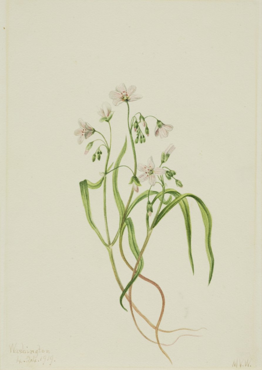 Virginia Springbeauty Claytonia virginica, 1919. by Mary Vaux Walcott