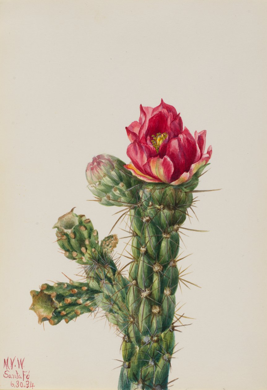 Baston Cholla Opuntia imbricata, 1934. by Mary Vaux Walcott