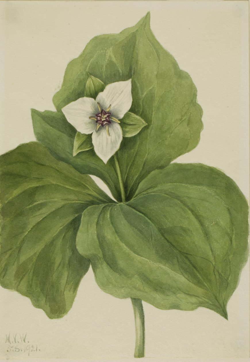 Wax Trillium Trillium albümü, 1921. by Mary Vaux Walcott