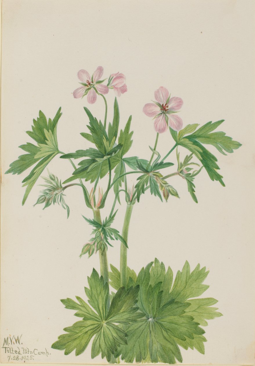 Batı Cranesbill Sardunya viscosissimum, 1925. by Mary Vaux Walcott