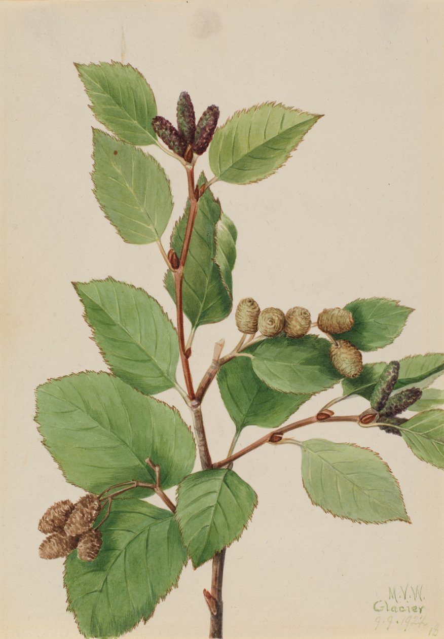 Batı Yeşil Kızılağaç Alnus sinuata, 1922. by Mary Vaux Walcott