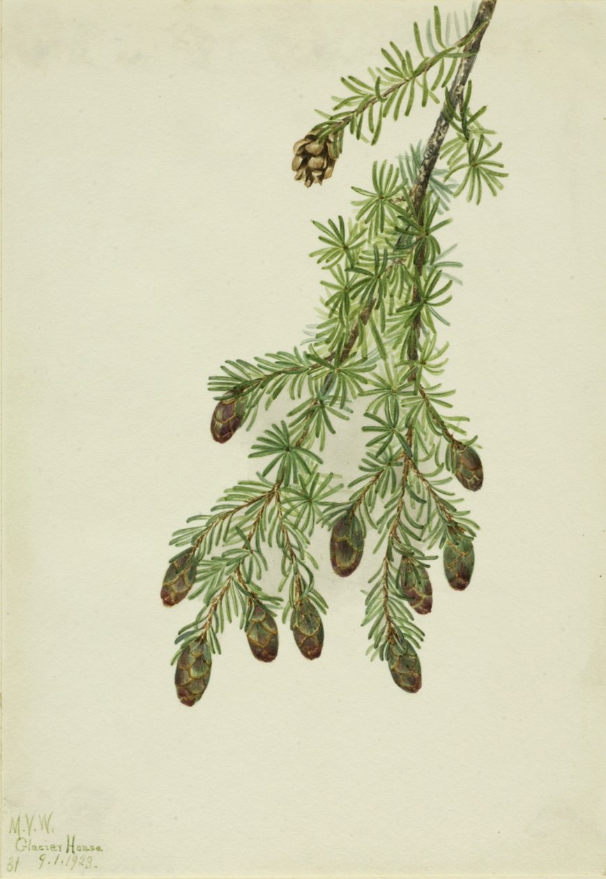 Batı Hemlock Tsuga heterophylla, 1923. by Mary Vaux Walcott