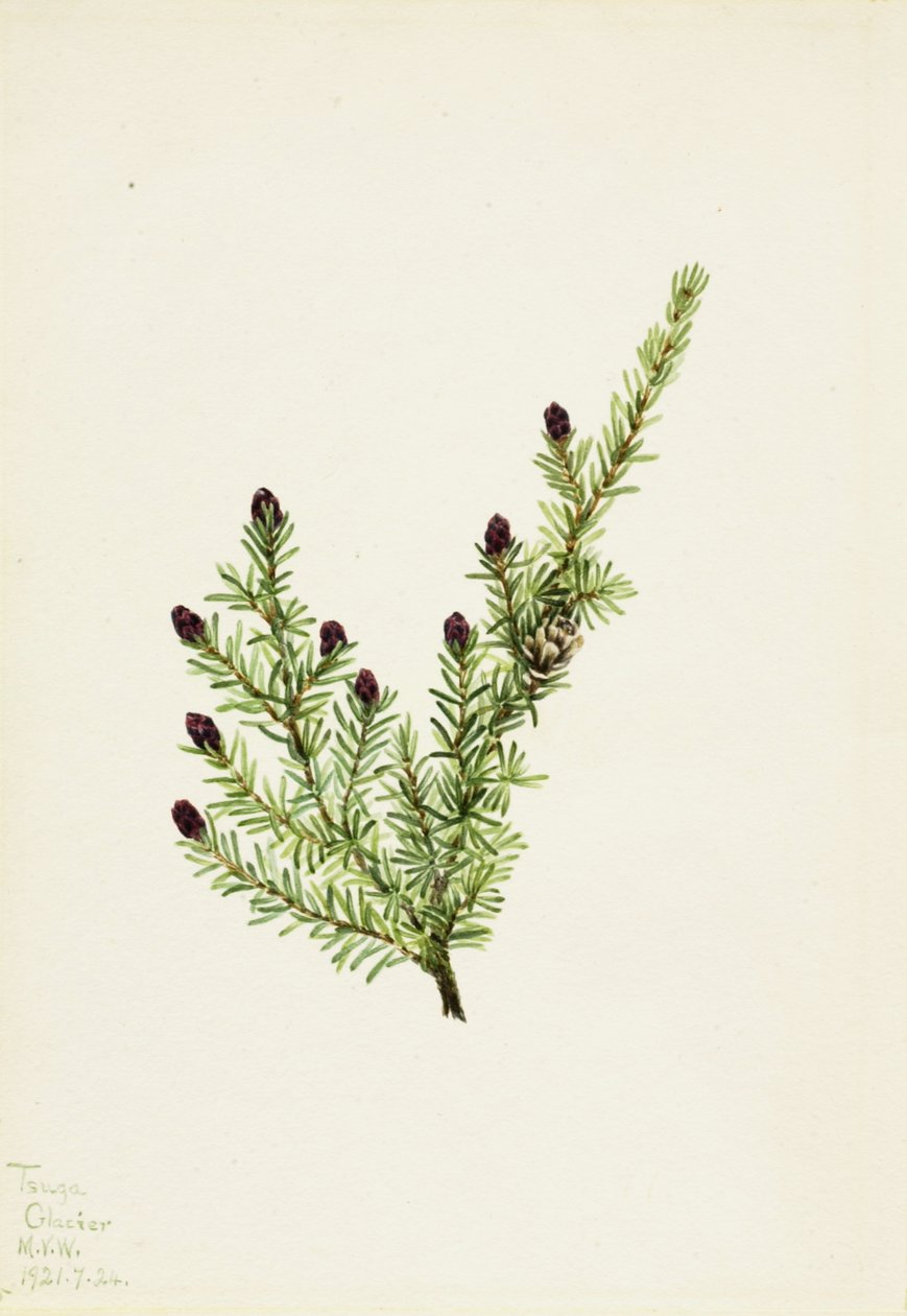Batı Hemlock Tsuga heterophylla, 1924. by Mary Vaux Walcott