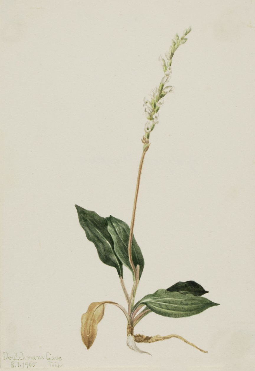 Batı Çıngıraklı Yılan Muz Peranium decipiens, 1905. by Mary Vaux Walcott