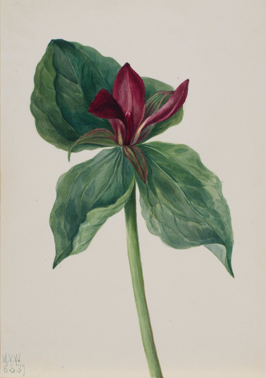Whippoorwill Çiçek Trillium H., 1937. by Mary Vaux Walcott