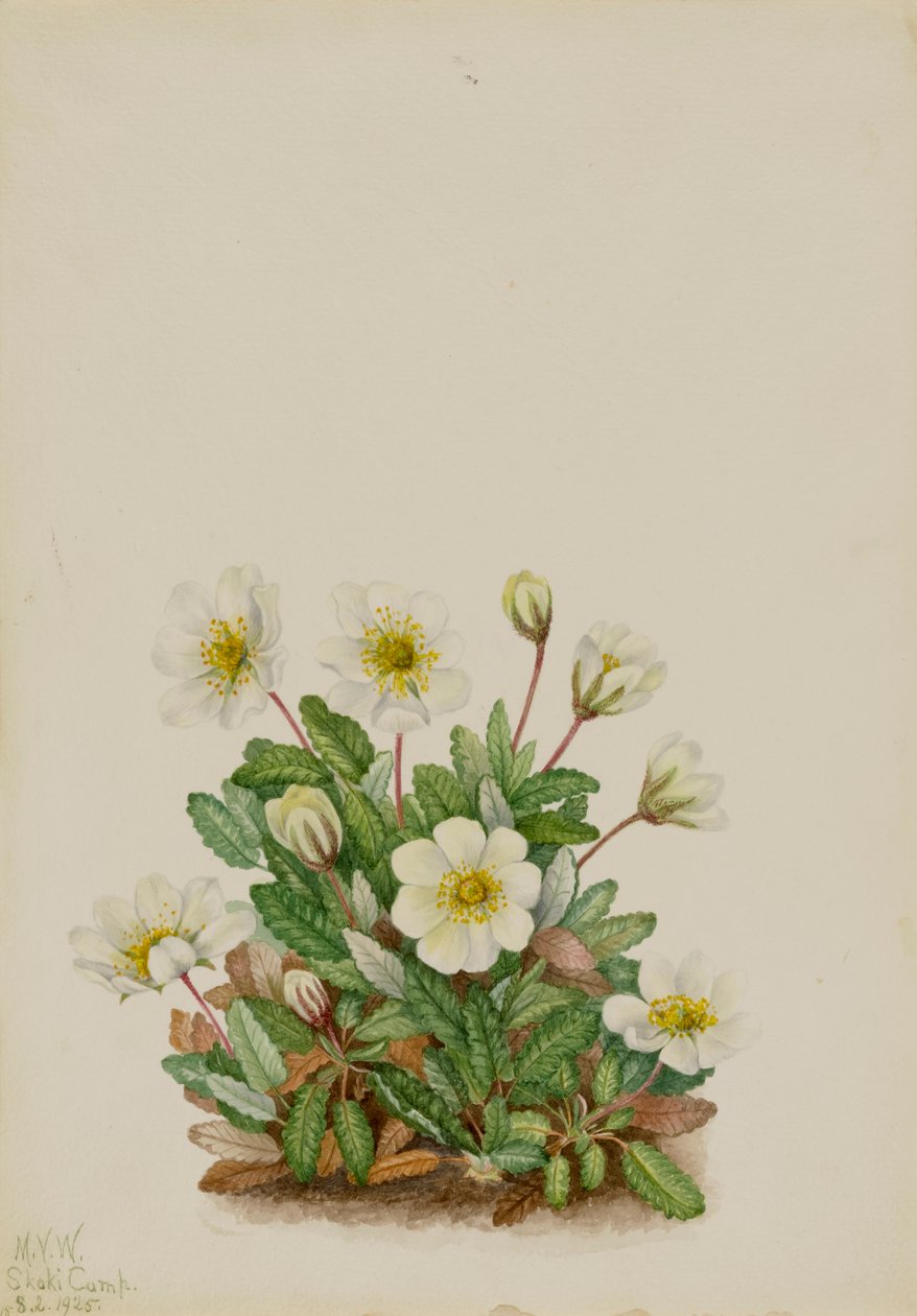 Beyaz Dryad Dryas octopetala, 1925. by Mary Vaux Walcott