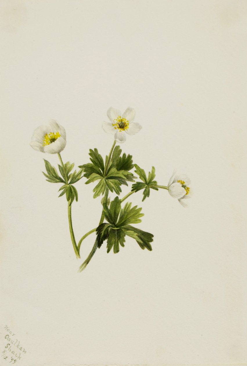 Beyaz Küre Çiçeği Trollius albiflorus, 1899. by Mary Vaux Walcott