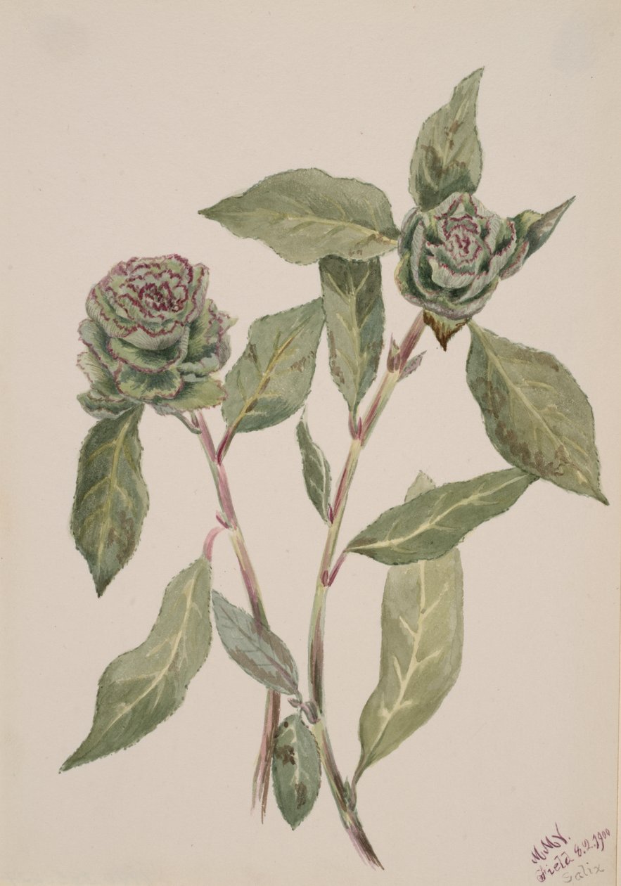 Söğüt Salix, 1900. by Mary Vaux Walcott