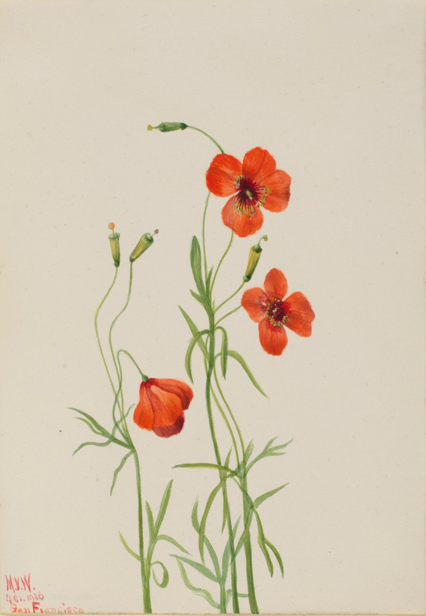 Rüzgar Haşhaş Stylomecon heterophylla, 1926. by Mary Vaux Walcott