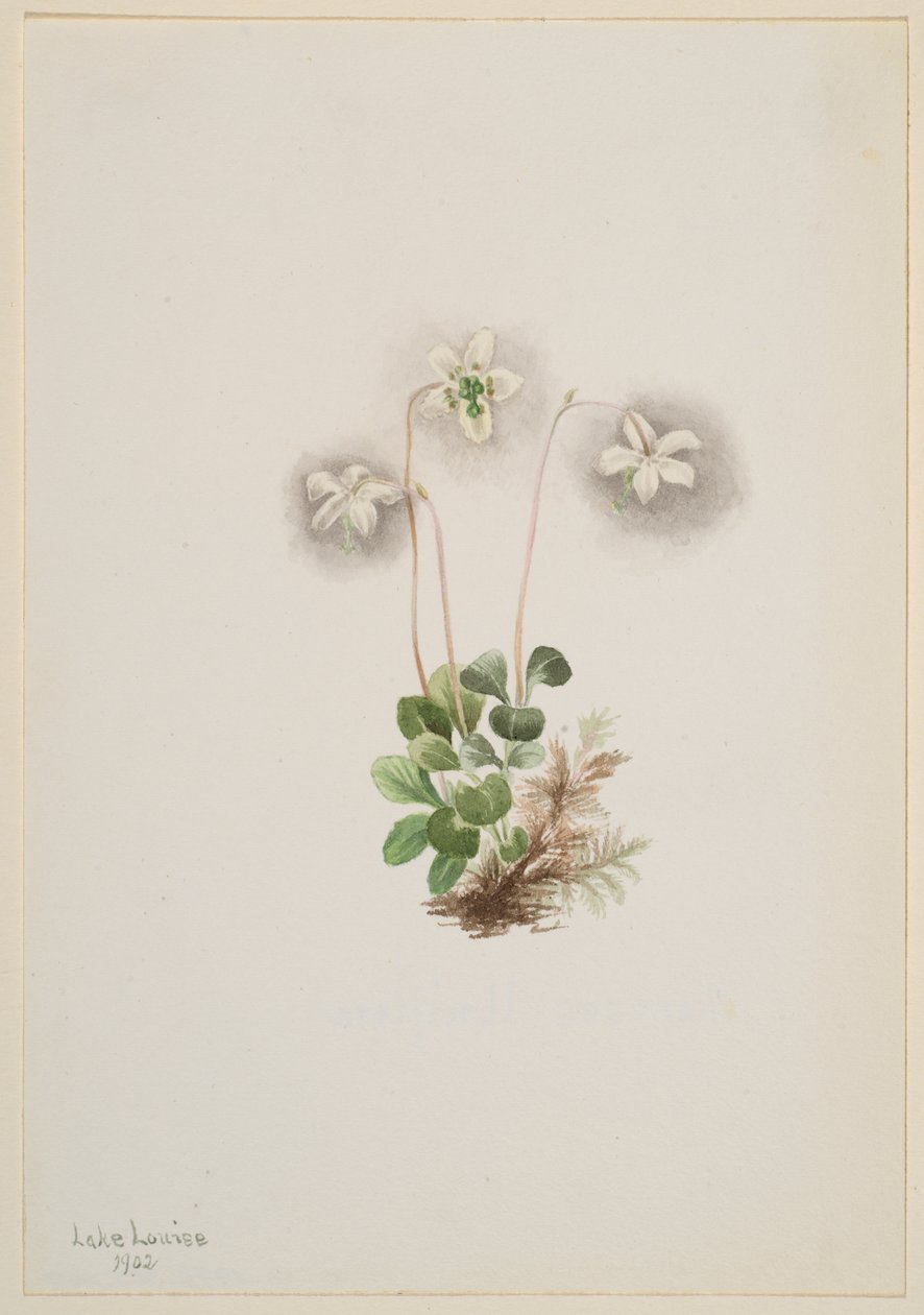 Orman Perisi Moneses uniflora, 1902. by Mary Vaux Walcott