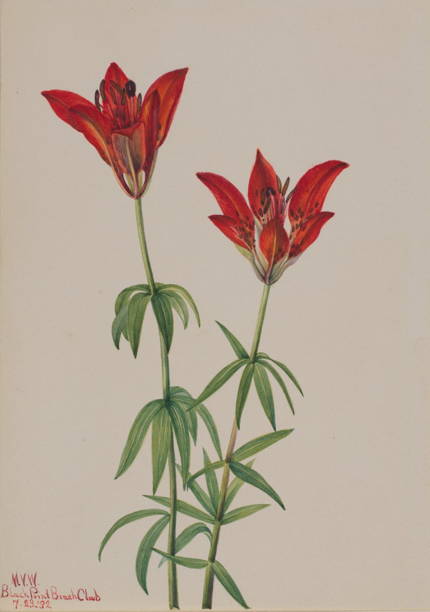 Ahşap Zambak Lilium philadelphicum, 1932. by Mary Vaux Walcott