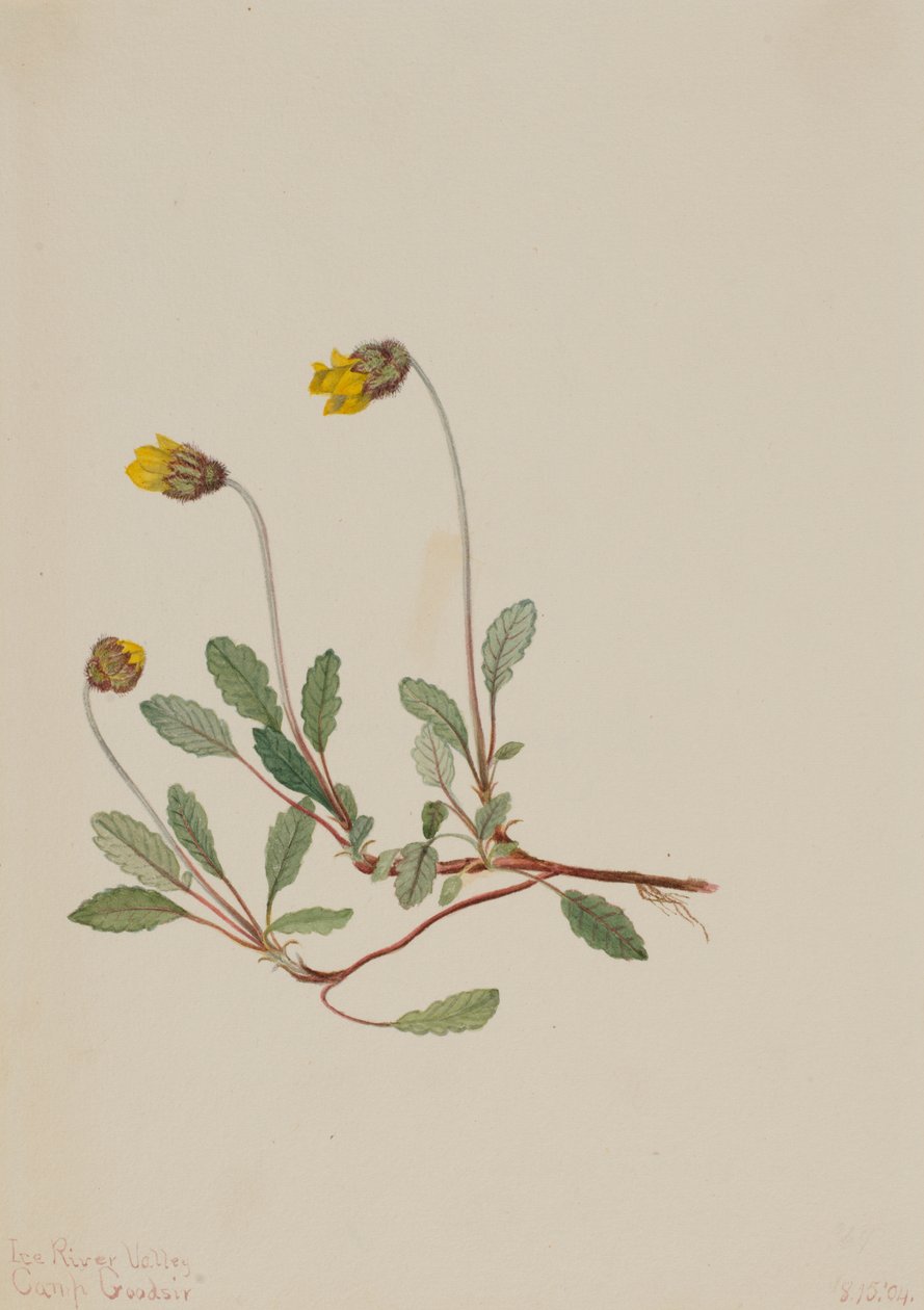 Sarı Dryad Dryas drummondii, 1904. by Mary Vaux Walcott