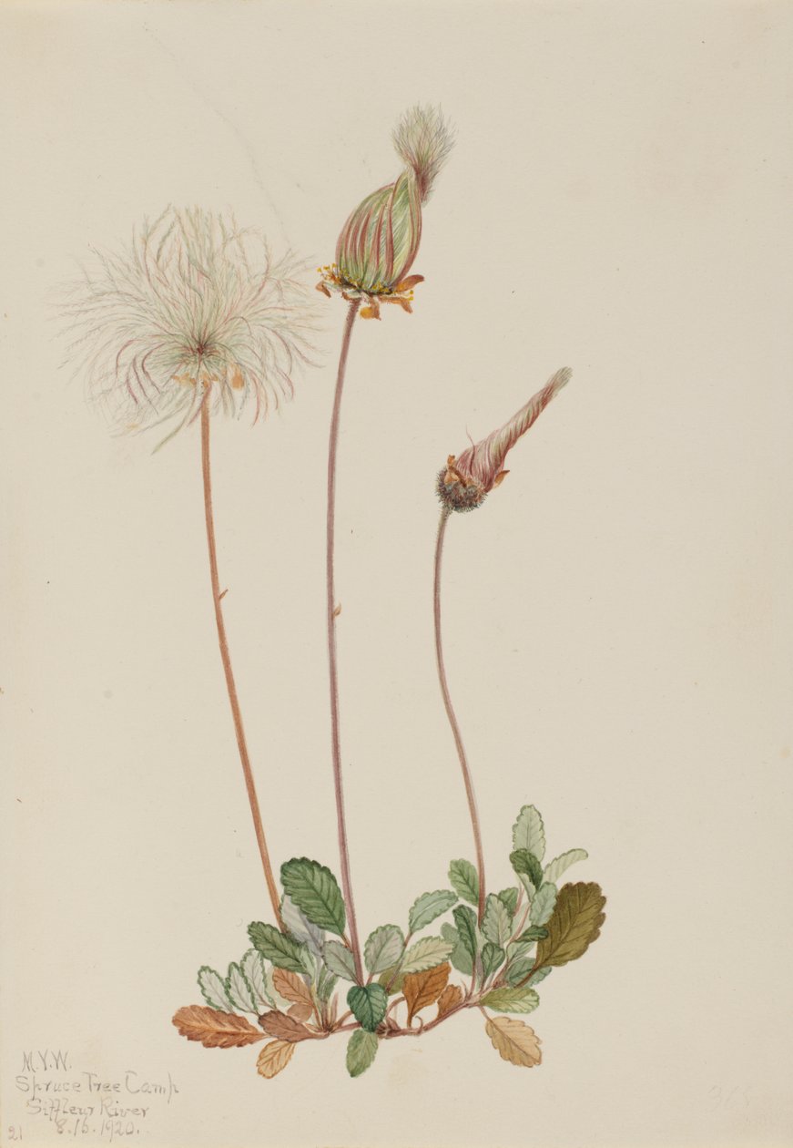 Sarı Dryad meyvesi Dryas drummondii, 1920. by Mary Vaux Walcott