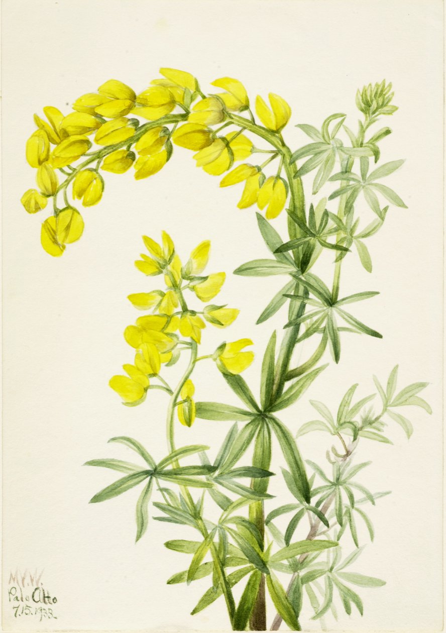 Sarı Acı bakla Lupinus arboreus, 1933. by Mary Vaux Walcott