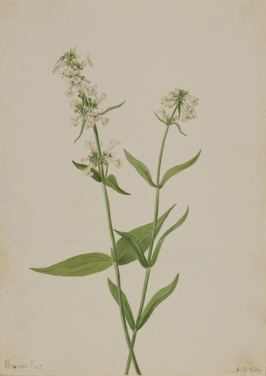 Sarı Penstemon Penstemon konfertus, 1904. by Mary Vaux Walcott