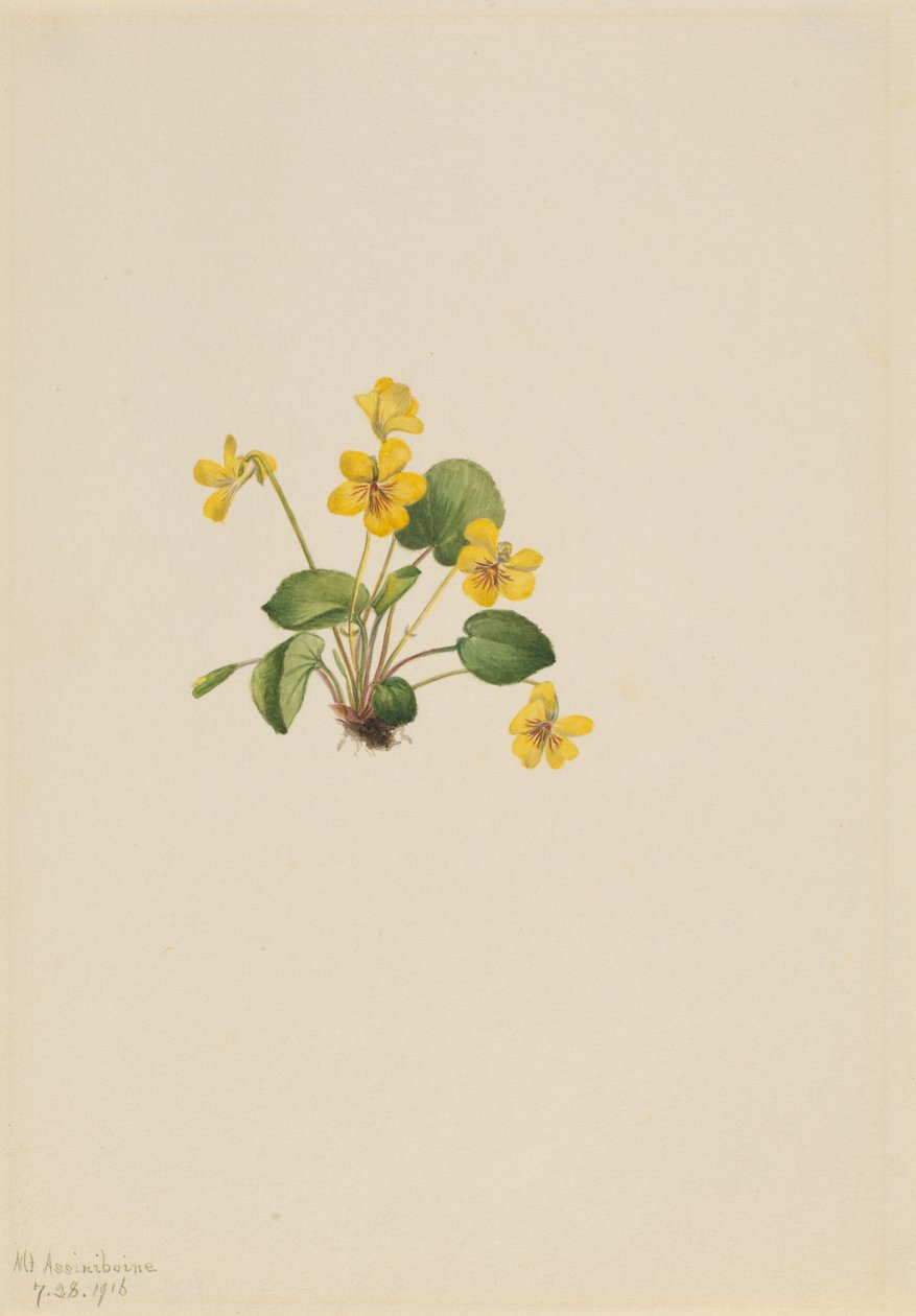 Sarı Menekşe Viola orbiculata, 1916. by Mary Vaux Walcott