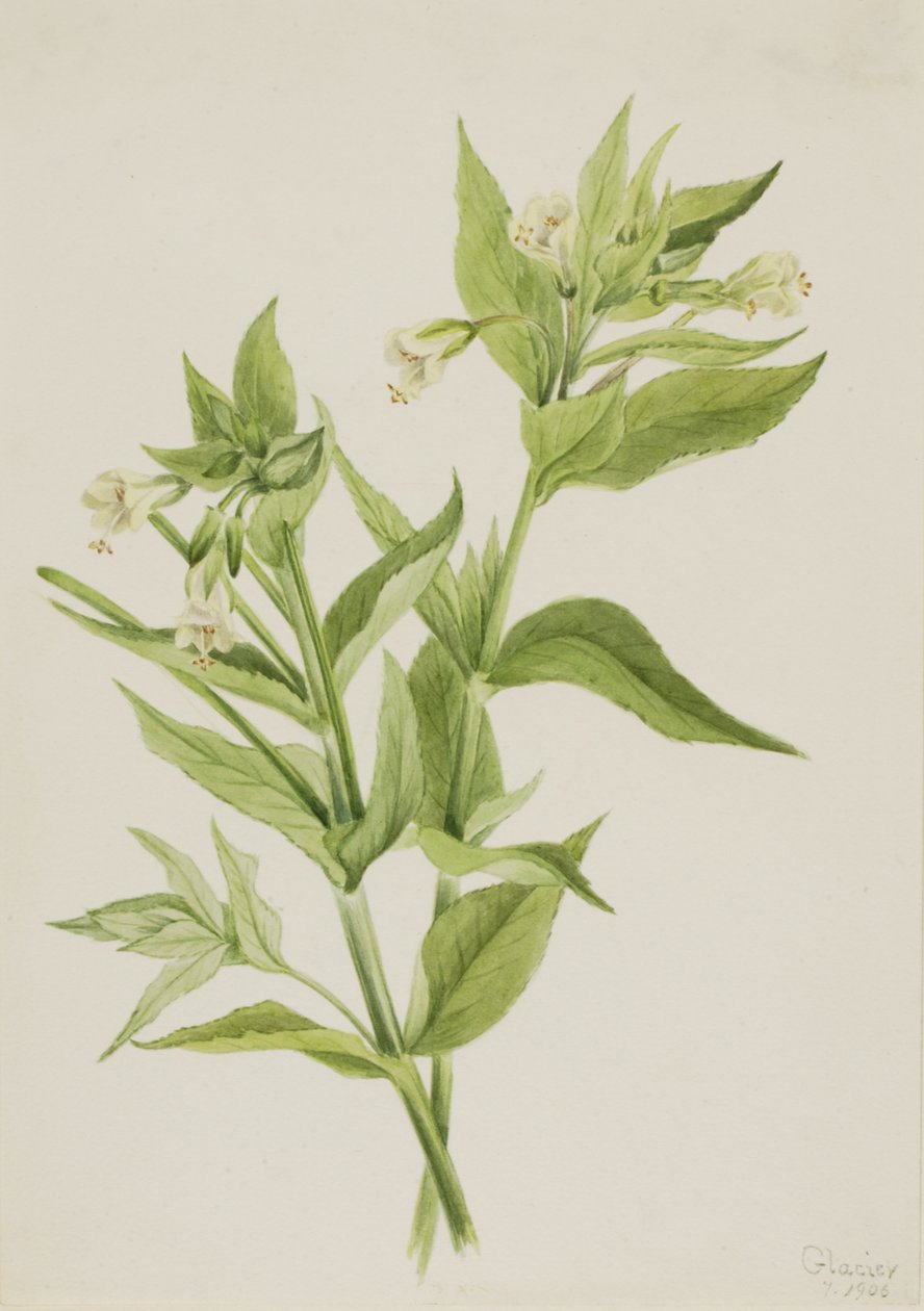Sarı Söğüt Otu Epilobium lutem, 1906. by Mary Vaux Walcott