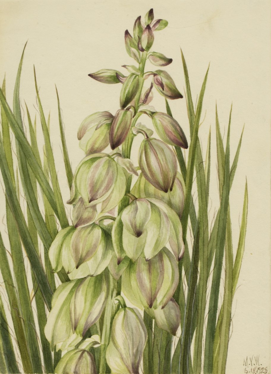 Yucca Yucca baileyi, 1928. by Mary Vaux Walcott