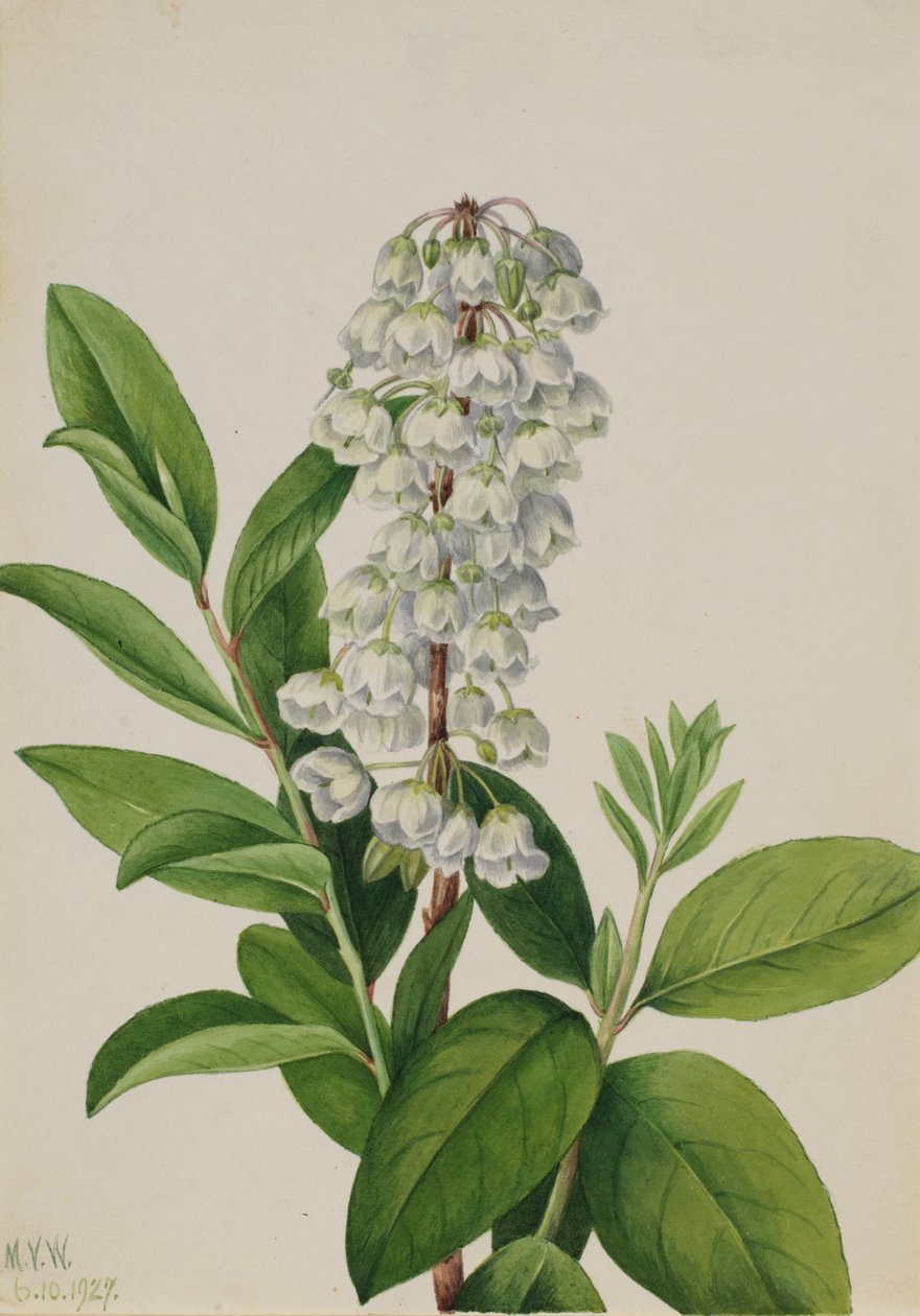 Zenobia Zenobia cassinifolia, 1927. by Mary Vaux Walcott