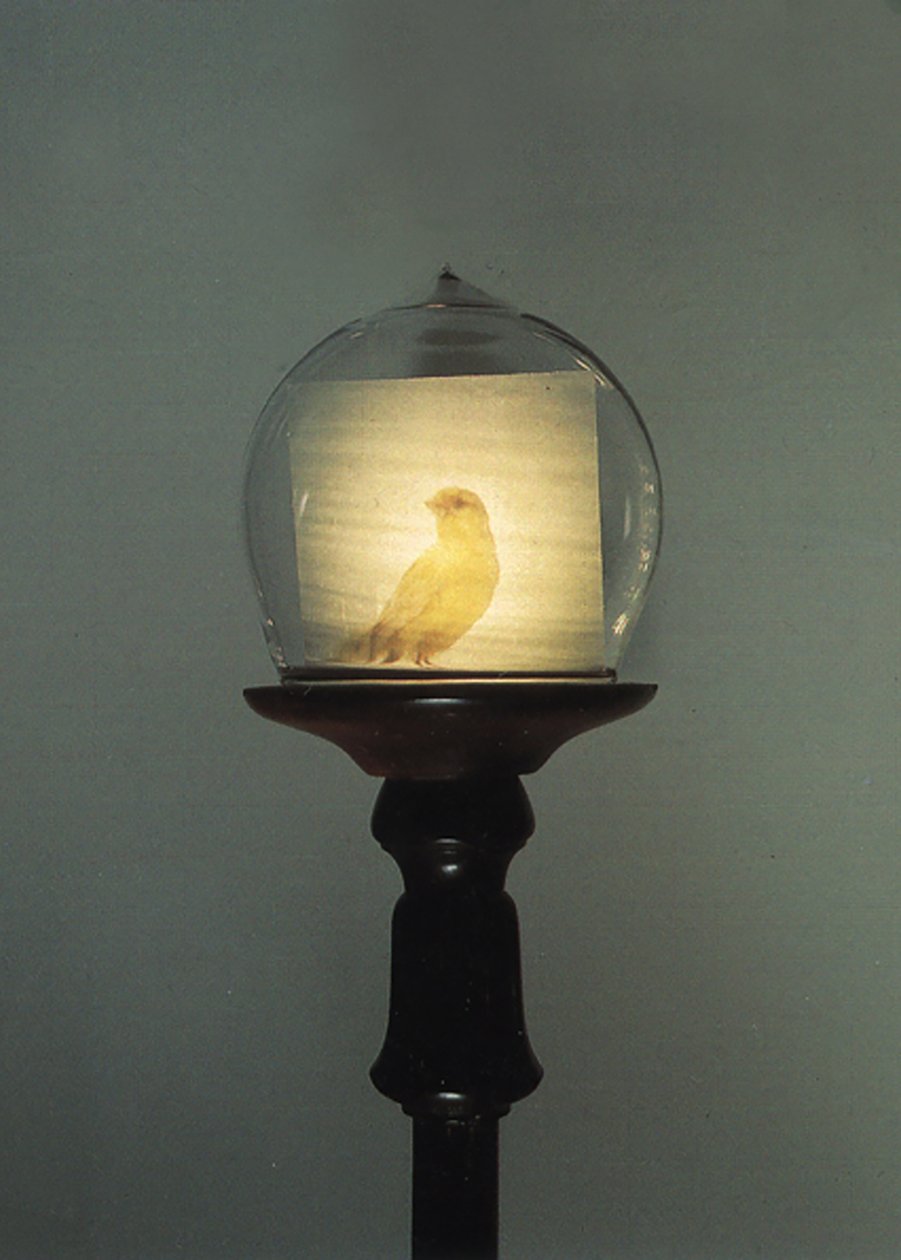 by Mat Collishaw